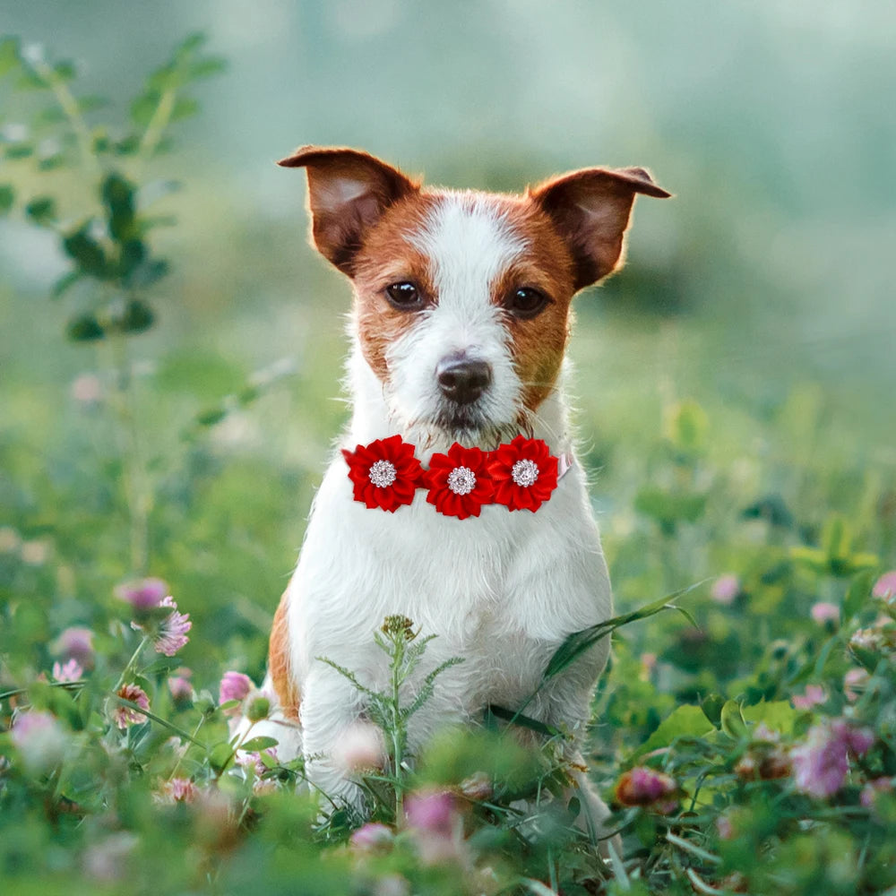 10 Pack of Cute Dog Bow Ties