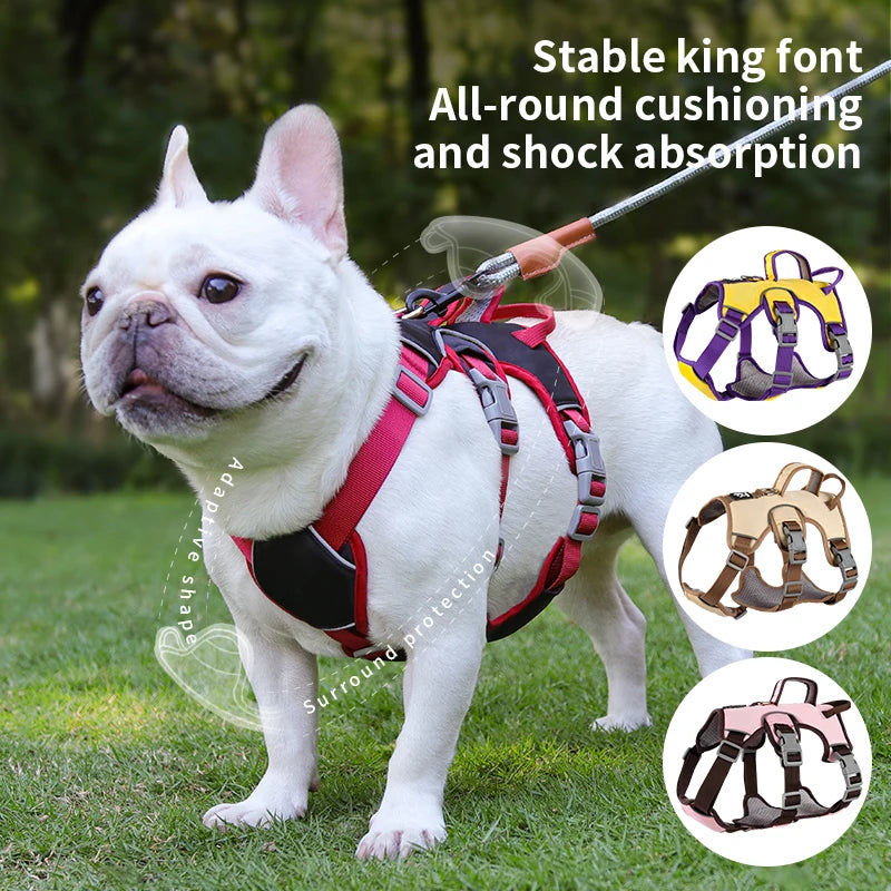 Comfort & Visibility for All Dogs