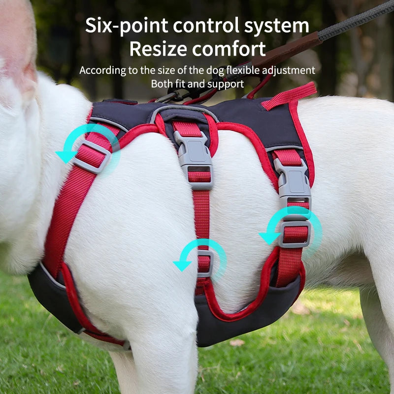 Comfort & Visibility for All Dogs